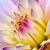Cheri Faye Smith's profile image