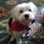 Claudia Kuras Garcia's profile image