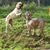 Nanci Sullivan's profile image