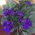Nancy Hajduk's profile image