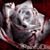 Deanna Bonagura's profile image