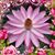 Linda Ann Buonocore's profile image