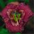 Patricia Sturdevant's profile image