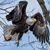 Debbie Napoleon MacCallum Bankowski's profile image