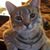 Elaine T.'s profile image