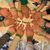 Lois Calhoun Cherubin's profile image