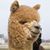 Gary Henderson Keva's profile image