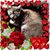 Deborah Kosnett's profile image
