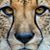 Sherri Beno's profile image