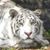 Corie Ann Young's profile image