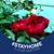 Betty Walraven Price's profile image