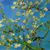 Felicia Cardinale's profile image