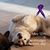 Laura Lundquist's profile image