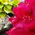 Janet Harcus's profile image