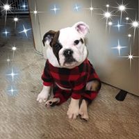 Melissa Boress's profile image