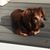 Darlene DeSalvo Gesell's profile image