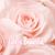 Racheal Akers's profile image