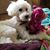 Teresa Perillo's profile image