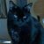 Bhairavi Dubbell's profile image