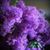 Yvonne Plyler's profile image