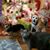 Laura Sheek Vesey's profile image