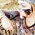 Khrystyne Kaphan's profile image