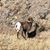 Delores Brenner's profile image