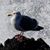 Sharon Skelton's profile image