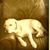 Diane Aiello's profile image