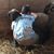 Geneva Quattrock's profile image