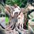 April Rose Morningstar's profile image
