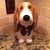 Diane Greer's profile image