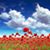 Syeda Zaidi's profile image