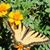 Debbie Flynn's profile image