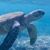 Susan Stucke's profile image