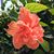 Jennifer Strong Gust's profile image