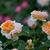 Karima Fuard's profile image