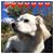 Nesanne Seibert's profile image