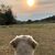 Tina Overgaard's profile image