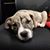 Anthony M. Iraci's profile image