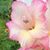Gladys Williams's profile image