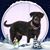 Lisa Alaimo Wolfe's profile image