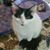 Julie Stepp's profile image