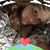 Ginger Gause's profile image
