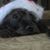 L Bailey Gulbrandsen's profile image