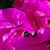 Robin Lasher Rezendes's profile image