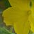 Dana Gibeau's profile image