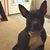 Ann-Marie Transue's profile image