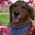 CJ Holman's profile image