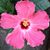 Becky Stilley Mace's profile image